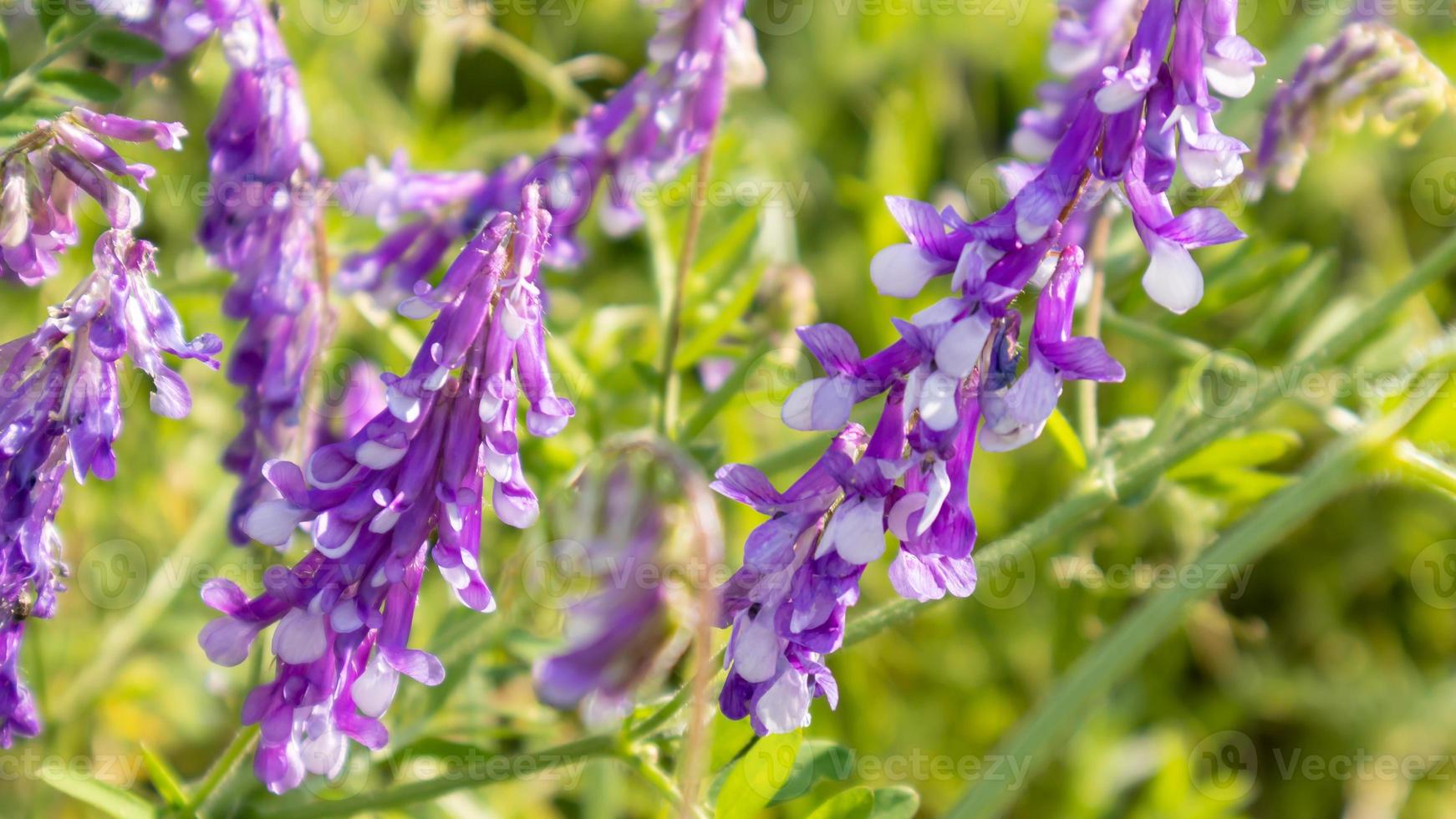 bellissimi fiori di campo ed erbe selvatiche su un prato verde. giornata estiva calda e soleggiata. fiori di prato. campo di fiori selvatici estivi. sfondo del paesaggio estivo con bellissimi fiori. foto