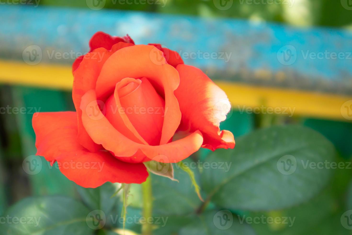 belle, colorate, delicate rose in fiore in un giardino rosso. messa a fuoco selettiva. avvicinamento. foto