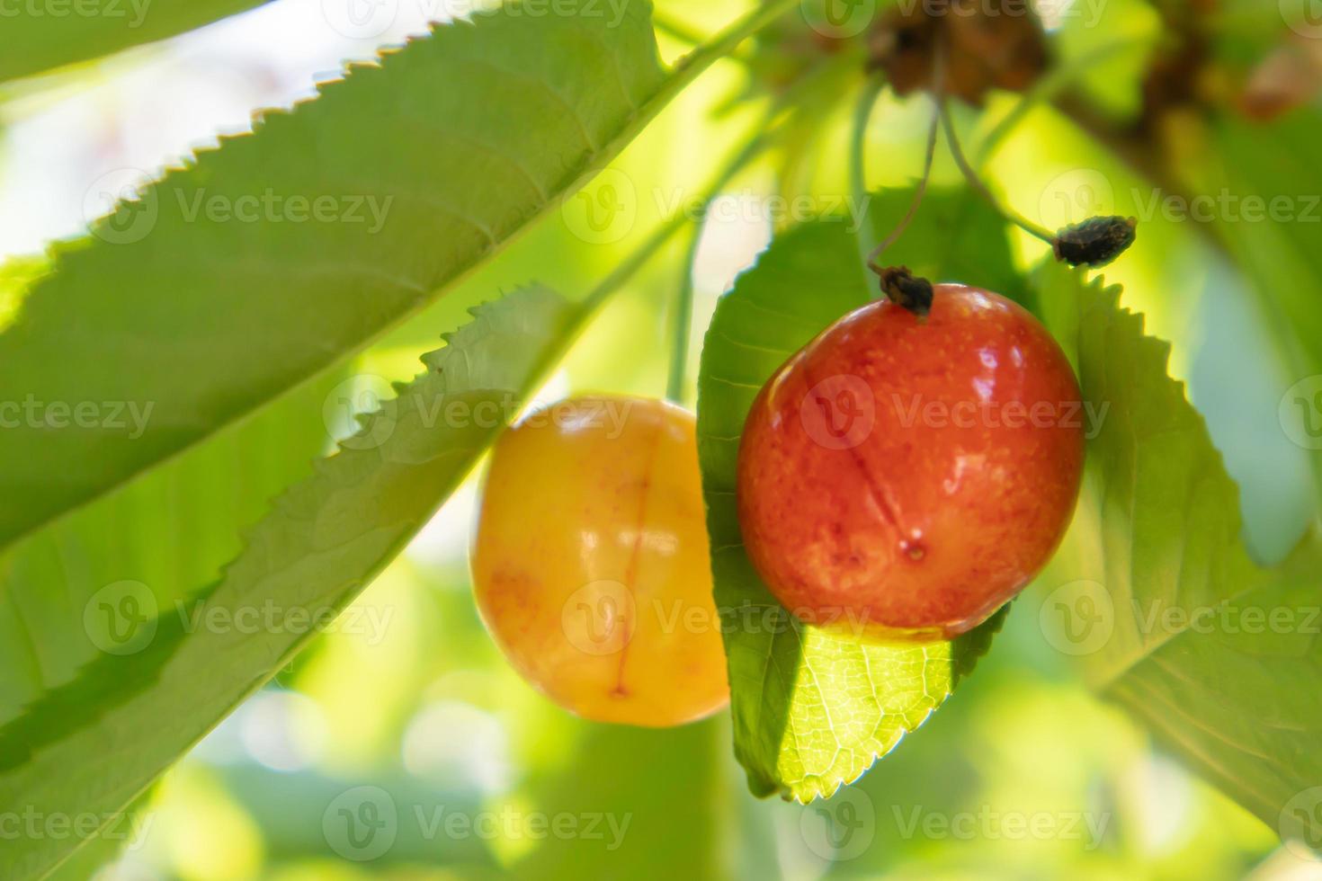 bacche rosse e dolci mature della ciliegia che pendono da un ramo di albero prima del raccolto all'inizio dell'estate. un albero con deliziosi e succosi frutti di ciliegia di uccello rosso scuro appesi a un ramo di un albero. foto