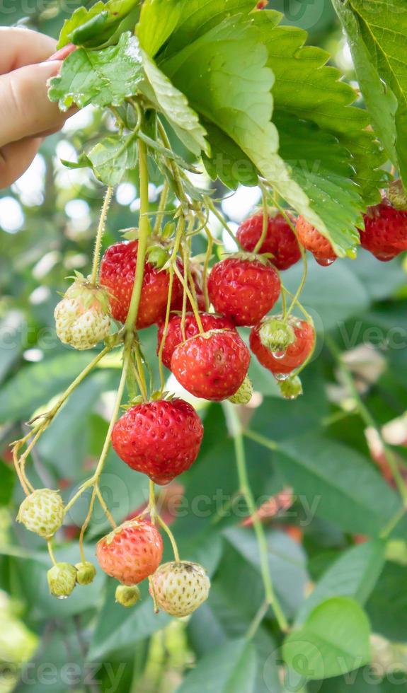 fragole succose fresche mature estive con foglie in giardino. copia spazio. campo di fragole in una fattoria di frutta. fragole organiche mature fresche su una piantagione di bacche. foto