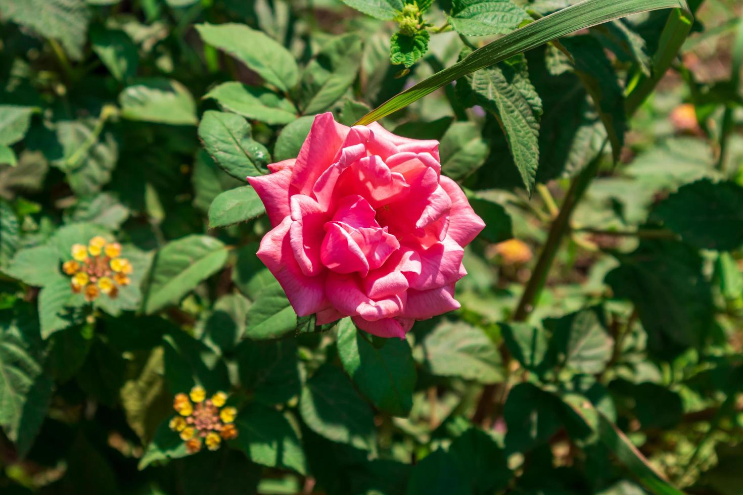 rosa rosa al centro dei verdi foto