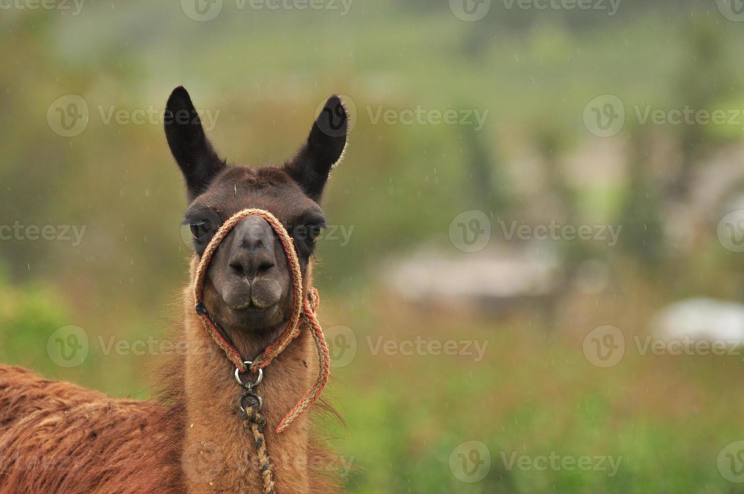 un lama, ecuador foto