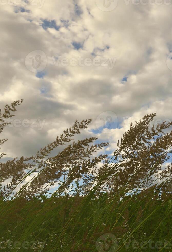 un' lotto di steli a partire dal verde canne crescere a partire dal il fiume acqua sotto il nuvoloso blu cielo. impareggiabile canne con lungo steli foto