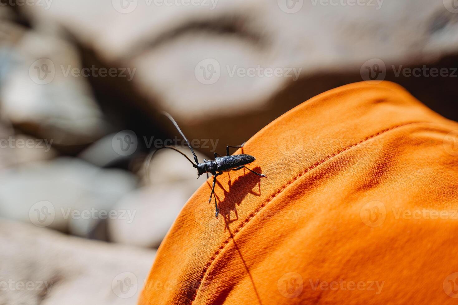 cerambicidi, un' barbiglio scarafaggio di taglialegna, famiglia coleotteri, si siede su un arancia sfondo, mangia vecchio alberi, aiutante di conifero foreste, volante insetto di nero colore foto