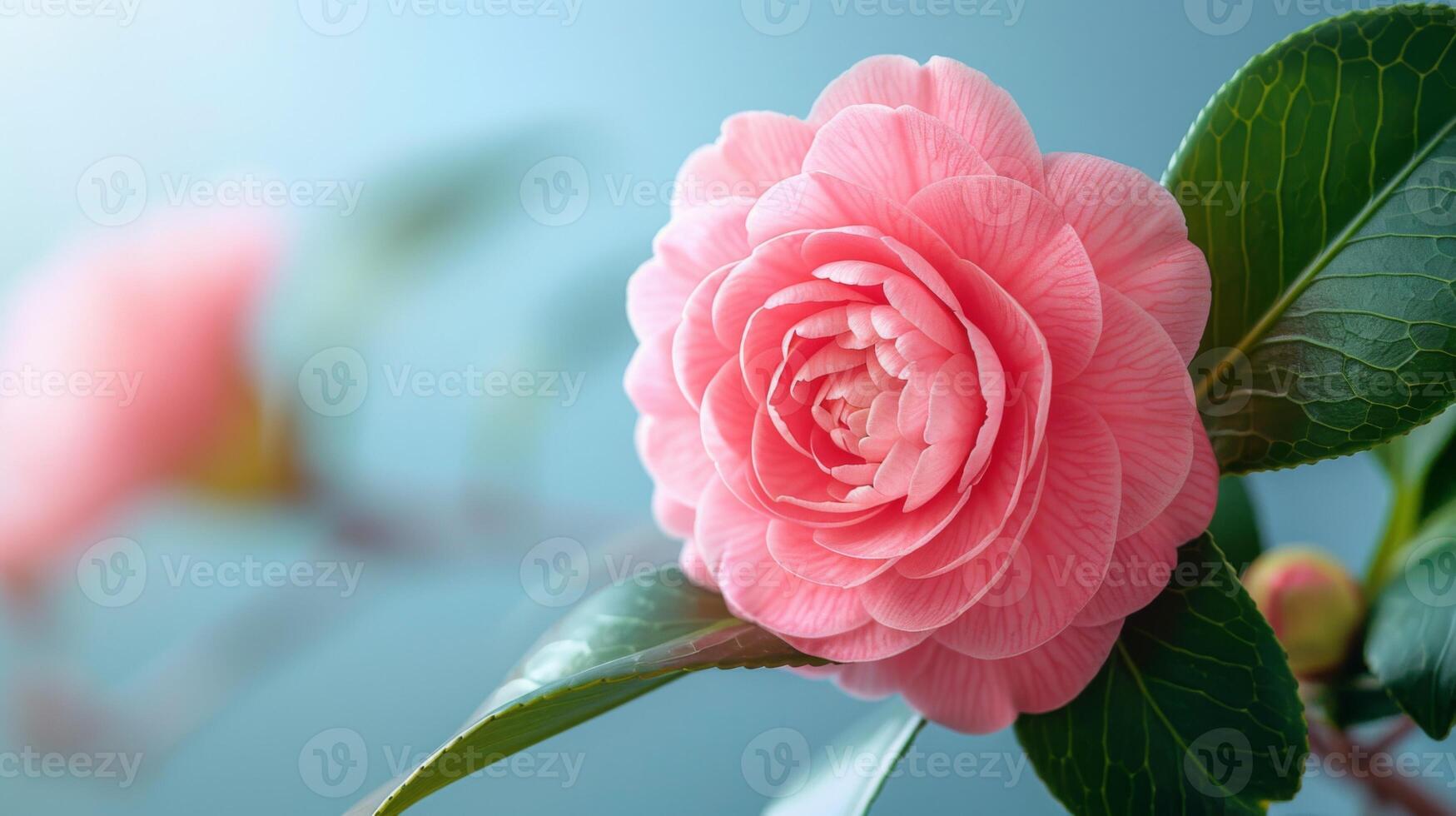 avvicinamento di un' rosa camelia fiore con delicato petali e botanico bellezza nel fioritura foto