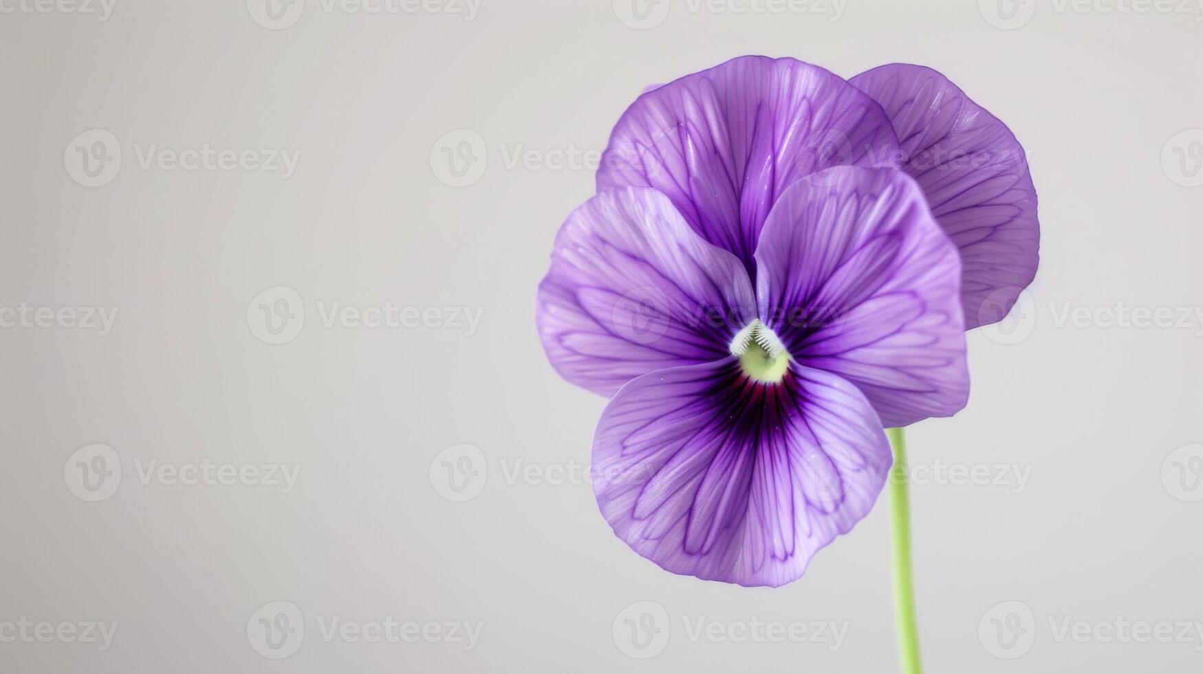 avvicinamento di un' viola viola del pensiero fiore con vivace petali e delicato struttura nel fioritura foto