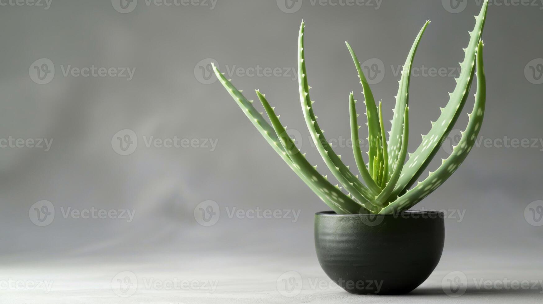 un' in vaso aloe Vera pianta in mostra suo vivace verde le foglie e naturale bellezza per casa arredamento e medicinale usi foto