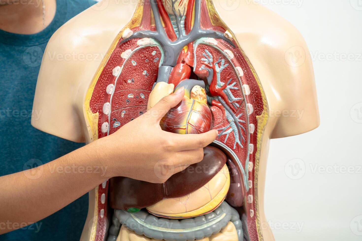 alunno adolescenziale apprendimento anatomia biologia con umano corpo modello nel aula a alto scuola. foto