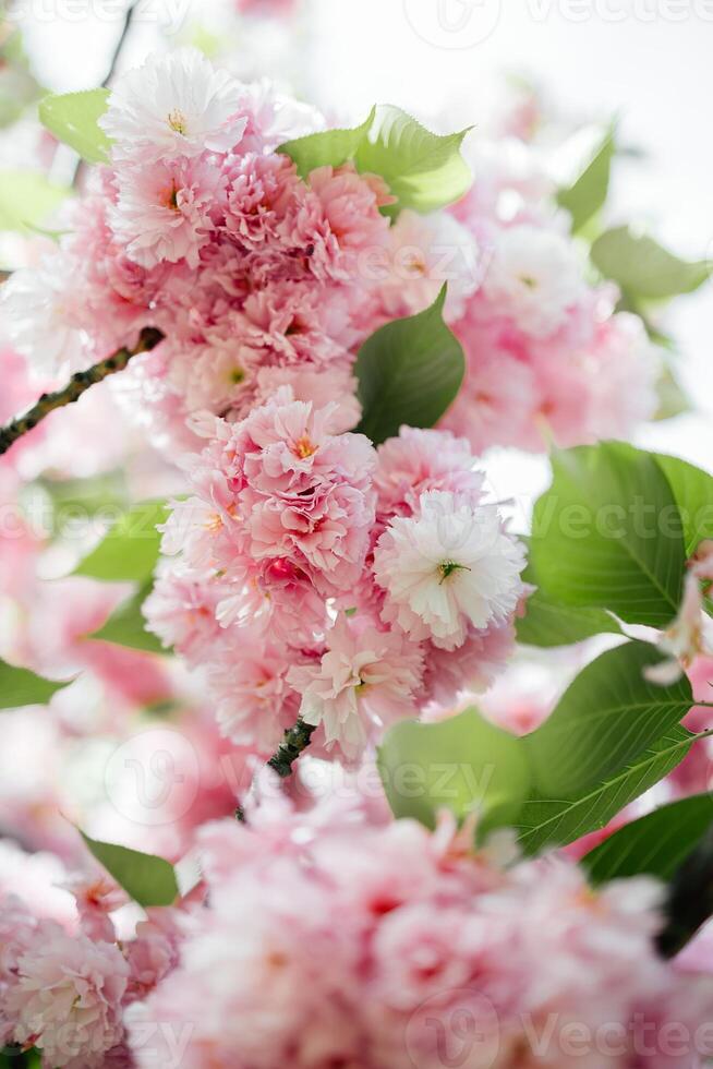 selettivo messa a fuoco di bellissimo rami di rosa ciliegia fiori su il albero. bellissimo sakura fiori durante primavera stagione nel il parco, flora modello struttura, natura floreale sfondo foto