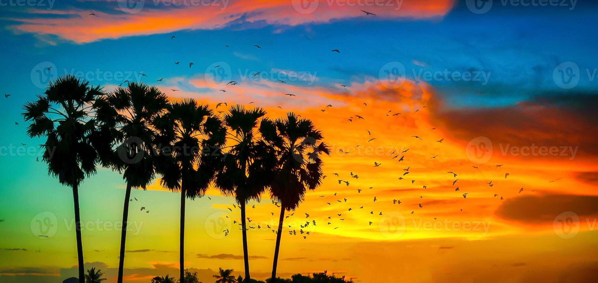 silhouette Noce di cocco palma alberi e uccelli su spiaggia a tramonto. Vintage ▾ tono. foto
