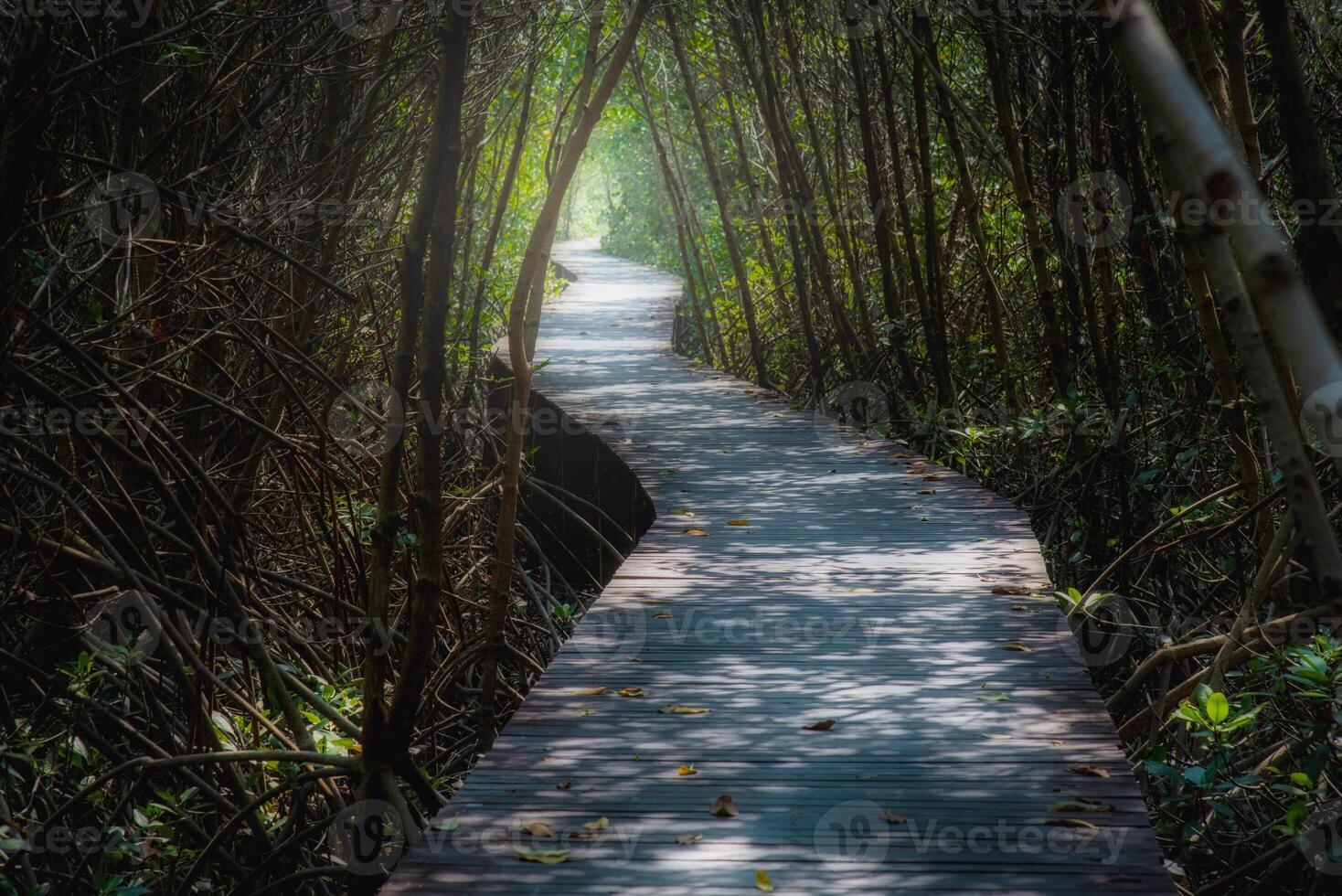 di legno ponte nel mangrovia foresta a giorno foto