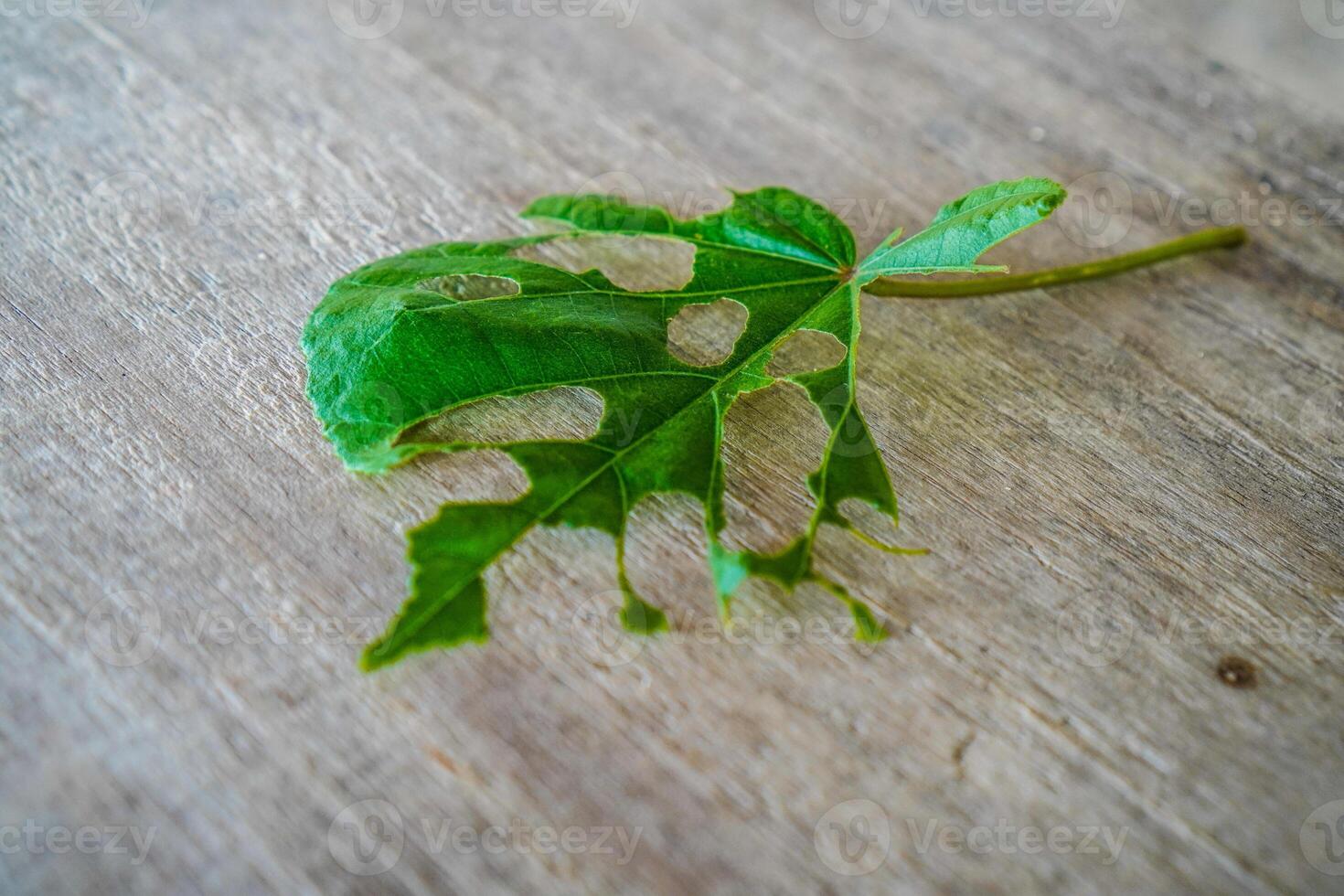 avvicinamento Visualizza di le foglie mangiato di bruchi dire bugie su un' di legno tavolo. foto