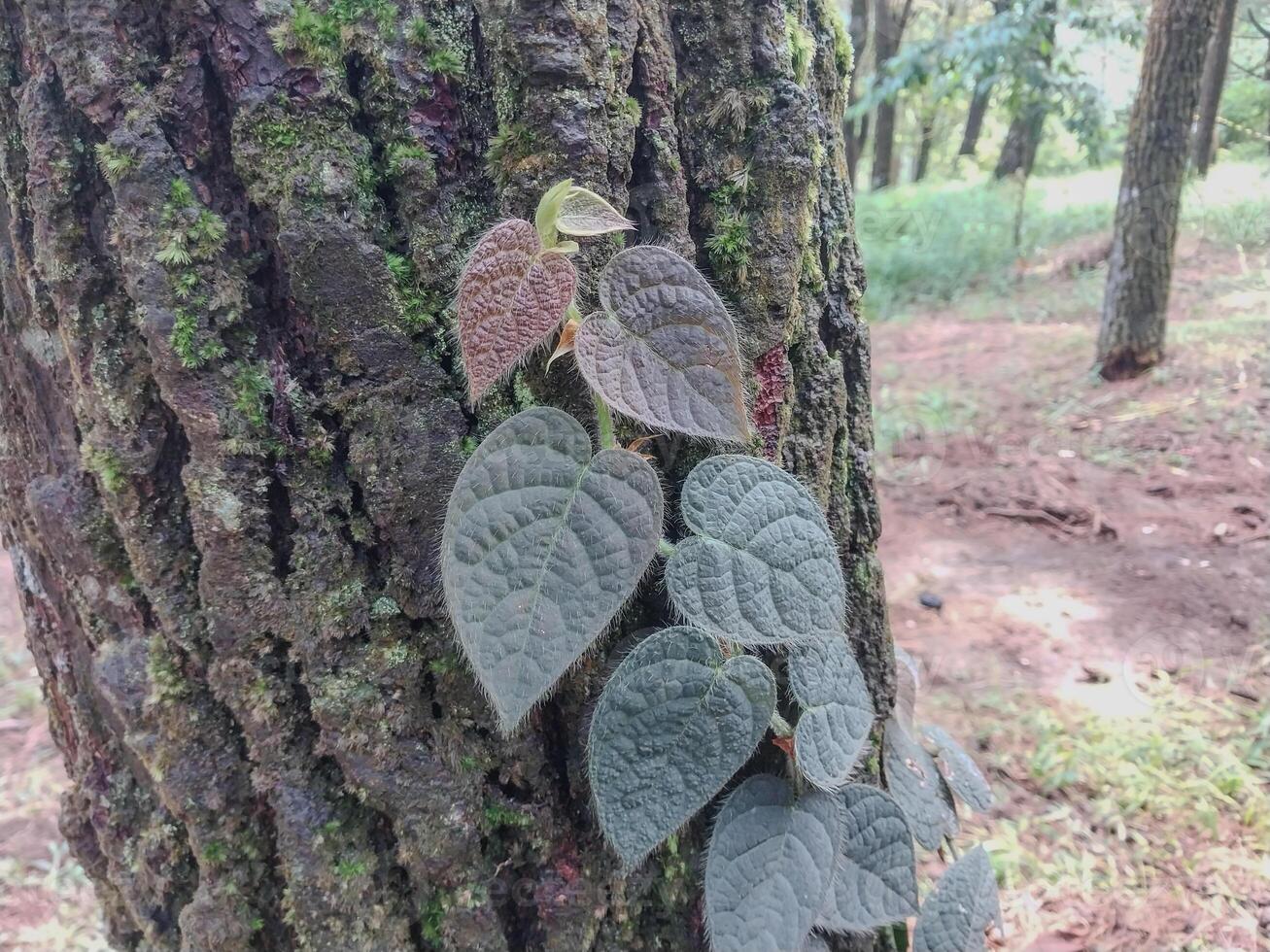 ficus villosa impianti strisciante su albero tronchi, guardare vicino a partire dal un' bellissimo prospettiva. foto