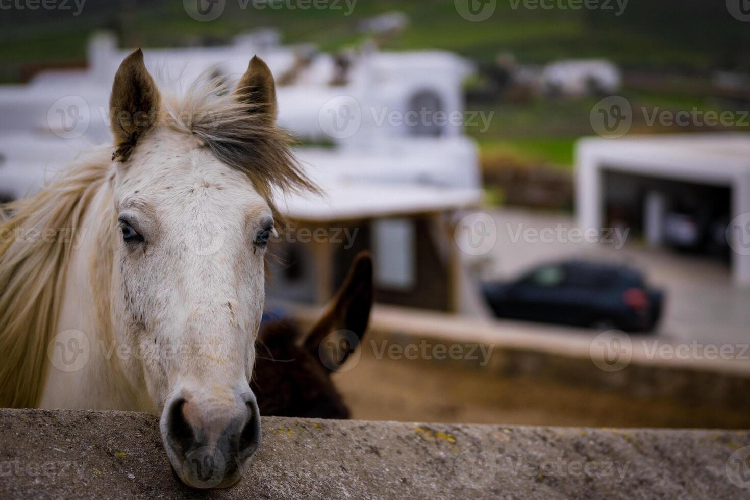 bianca cavallo ispezionando suo dominio foto