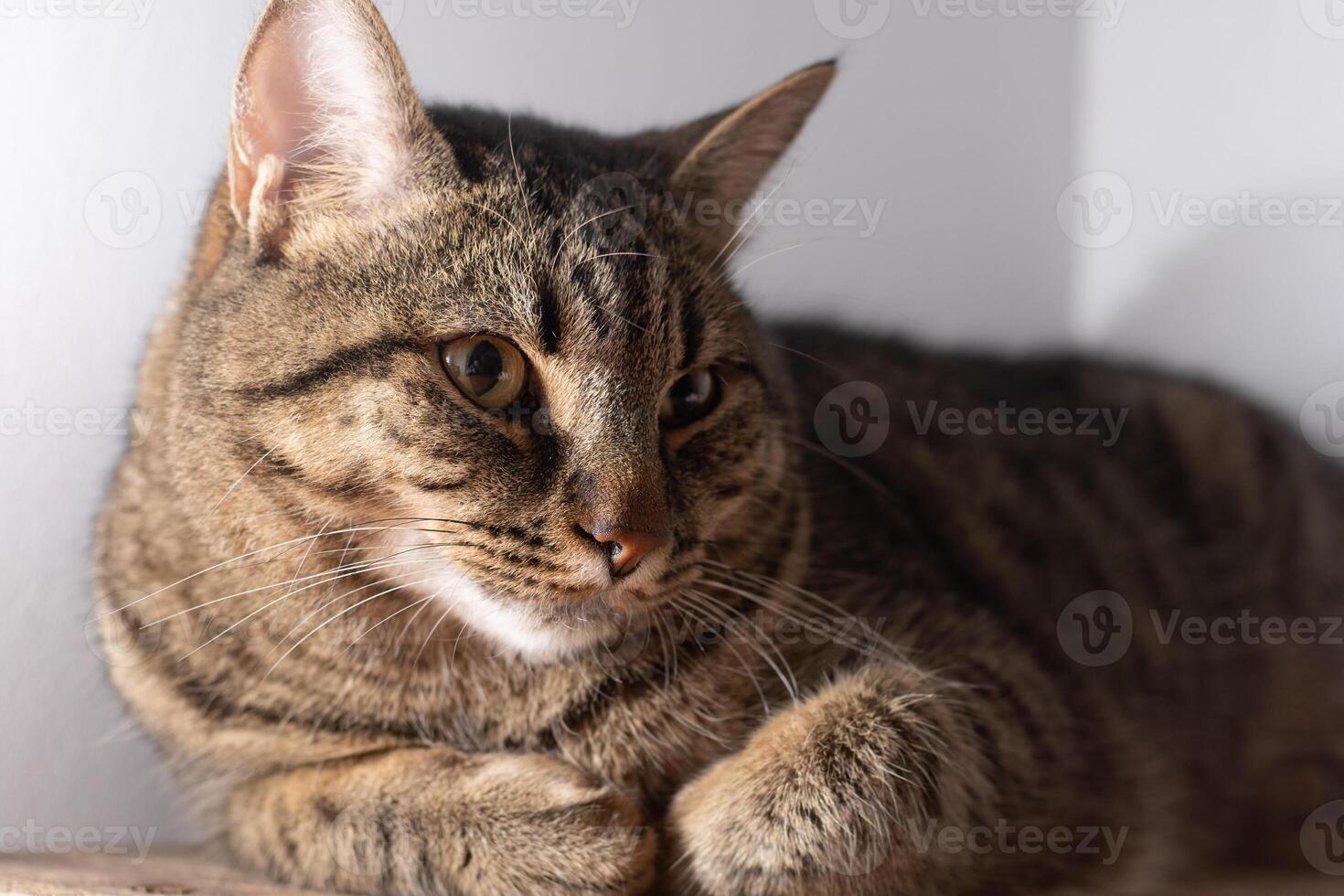 europeo capelli corti gatto. ritratto di un' domestico a strisce Marrone gatto. museruola con baffi. foto