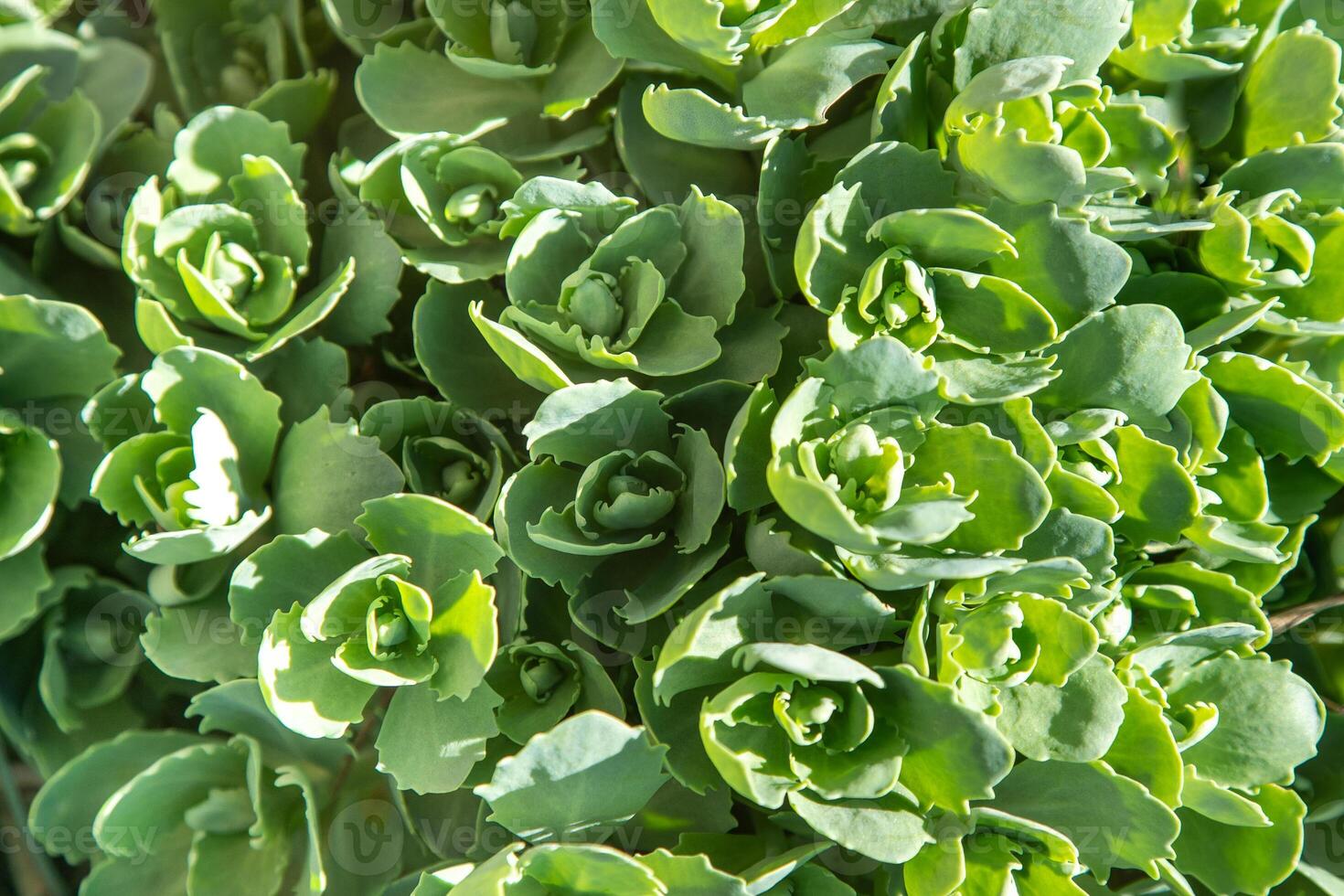 sedum pianta. verde fiore le foglie. foto