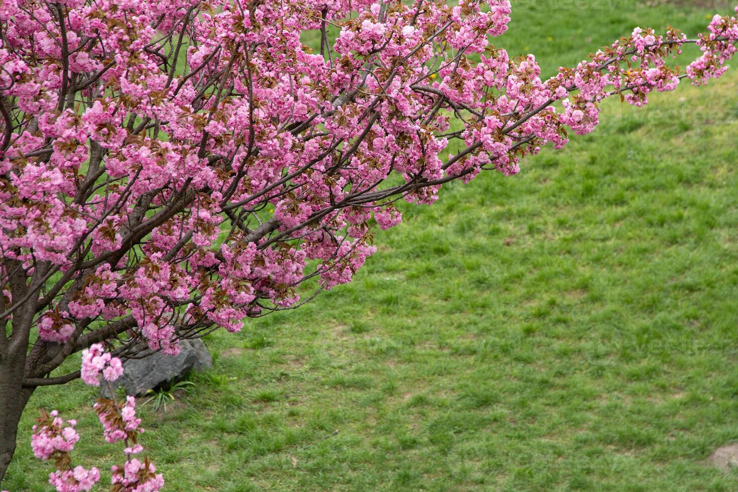 sakura fioriture con rosa fiori. alberi nel il giardino. mini cuffie su rami. foto