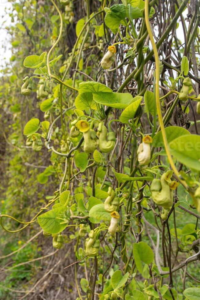 fiori aristolochia manciuria. liana germoglio pianta. botanica è un in via di estinzione specie. foto