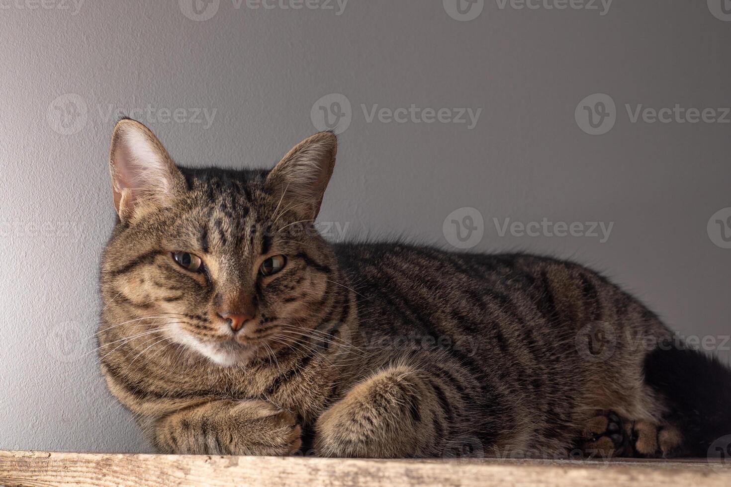 europeo capelli corti gatto. ritratto di un' domestico a strisce Marrone gatto. museruola con baffi. foto