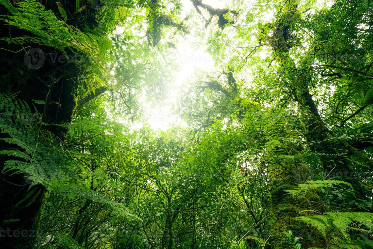 verde albero foresta con luce del sole attraverso verde le foglie. naturale carbonio catturare e carbonio credito concetto. sostenibile foresta gestione. alberi assorbire carbonio biossido. naturale carbonio lavello. ambiente giorno foto