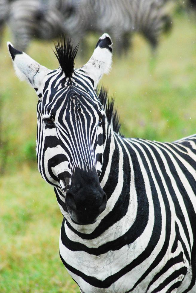 zebra fauna africana foto