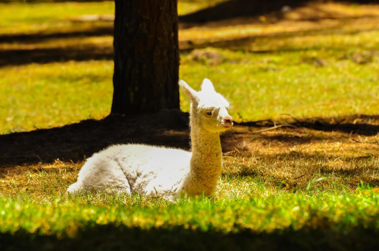 un alpaca seduto sull'erba foto