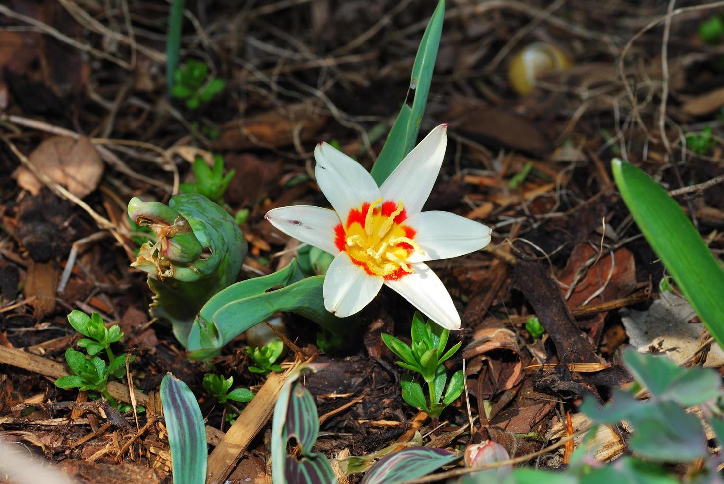 fiore in primavera in giardino foto