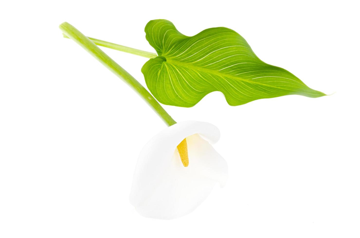 fiore di calla bianco delicato isolato su sfondo bianco foto