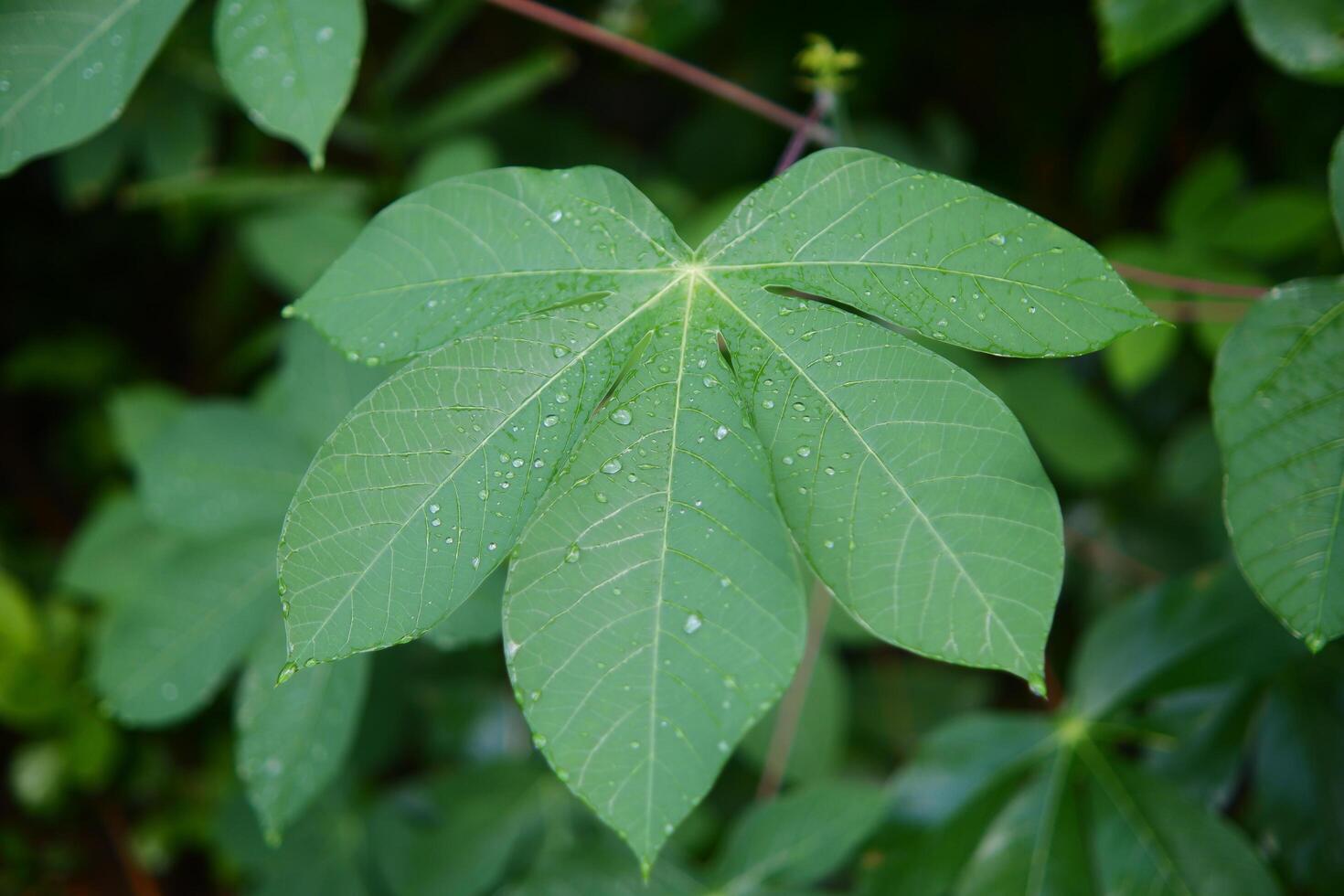 verde manioca foglia impianti nel il giardino siamo adatto per naturale sfondi foto