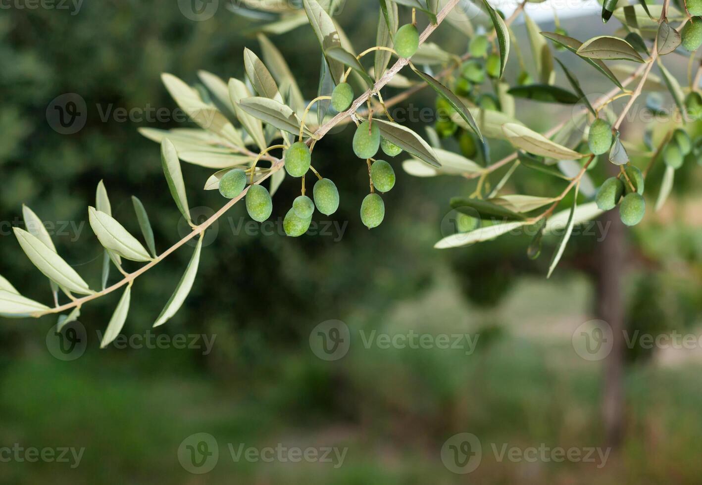 oliva ramo con toscana olive foto