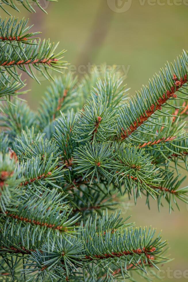 astrazione di Natale albero ramoscelli con aghi su un' sfocato sfondo foto