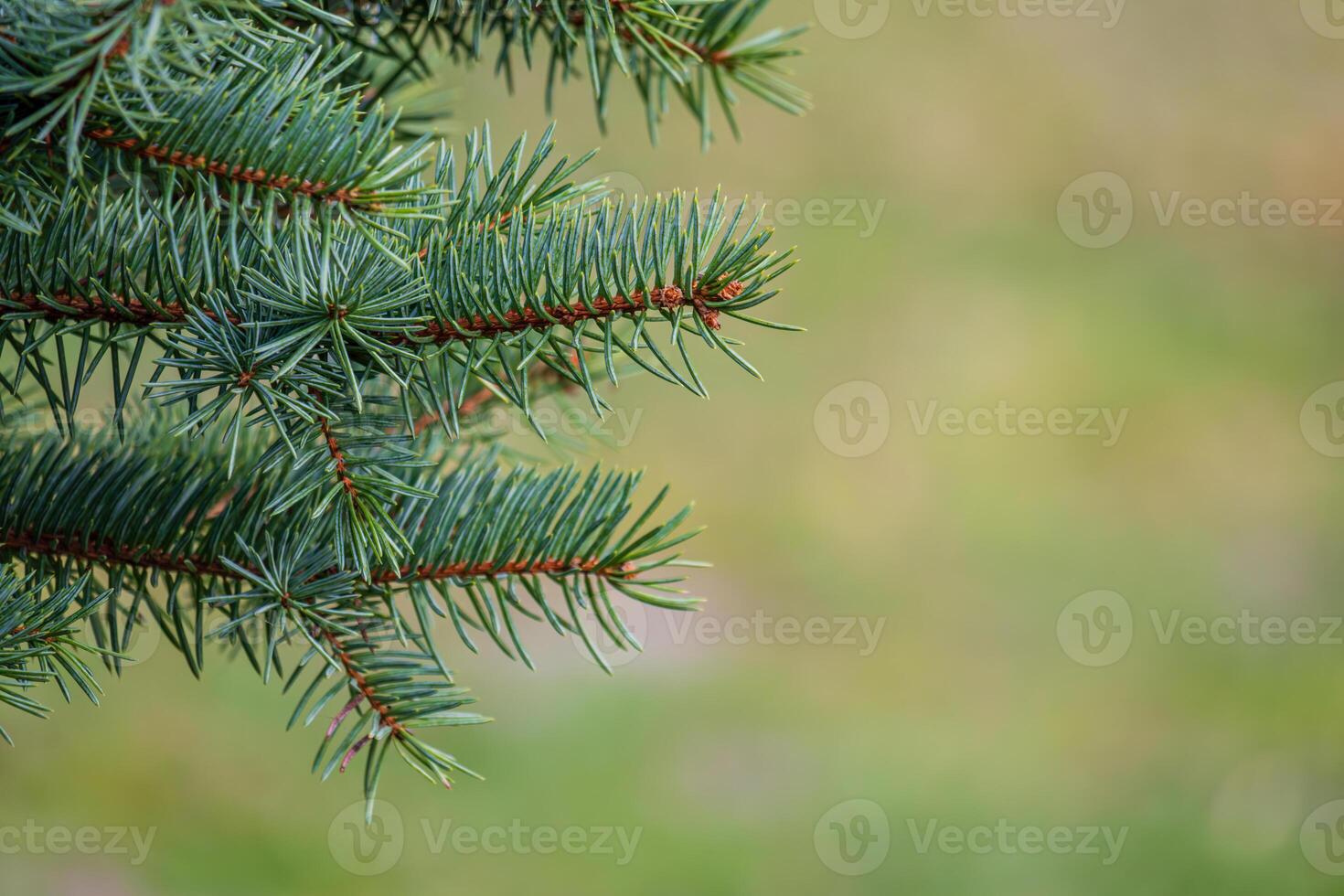 sfondo, astrazione di Natale albero ramoscelli con aghi su un' sfocato foto