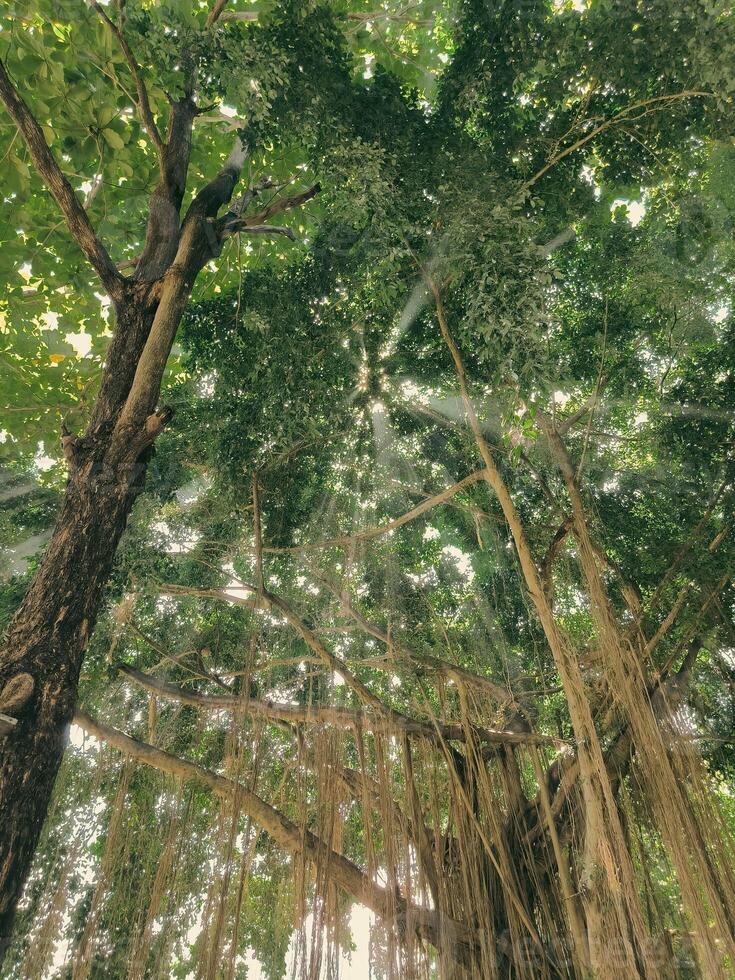 raggio di luce del sole attraverso il banyan albero nel il grotta di vergine Maria puhsarang foto