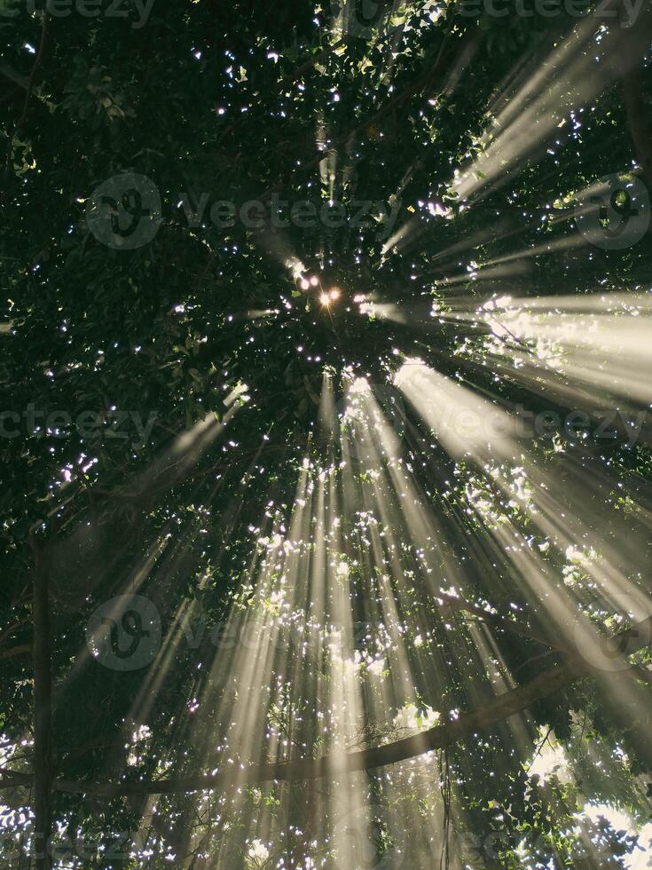 raggio di luce del sole attraverso il banyan albero foto