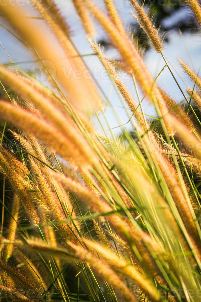 erba fiore nel il campo a tramonto volta. natura sfondo. foto