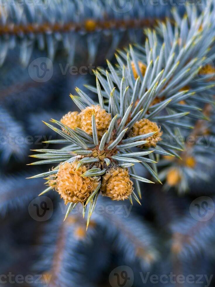 avvicinamento di blu abete rosso pino rami con giovane coni, evidenziazione il unico blu-argento fogliame. ideale per vacanza temi e botanico studi foto