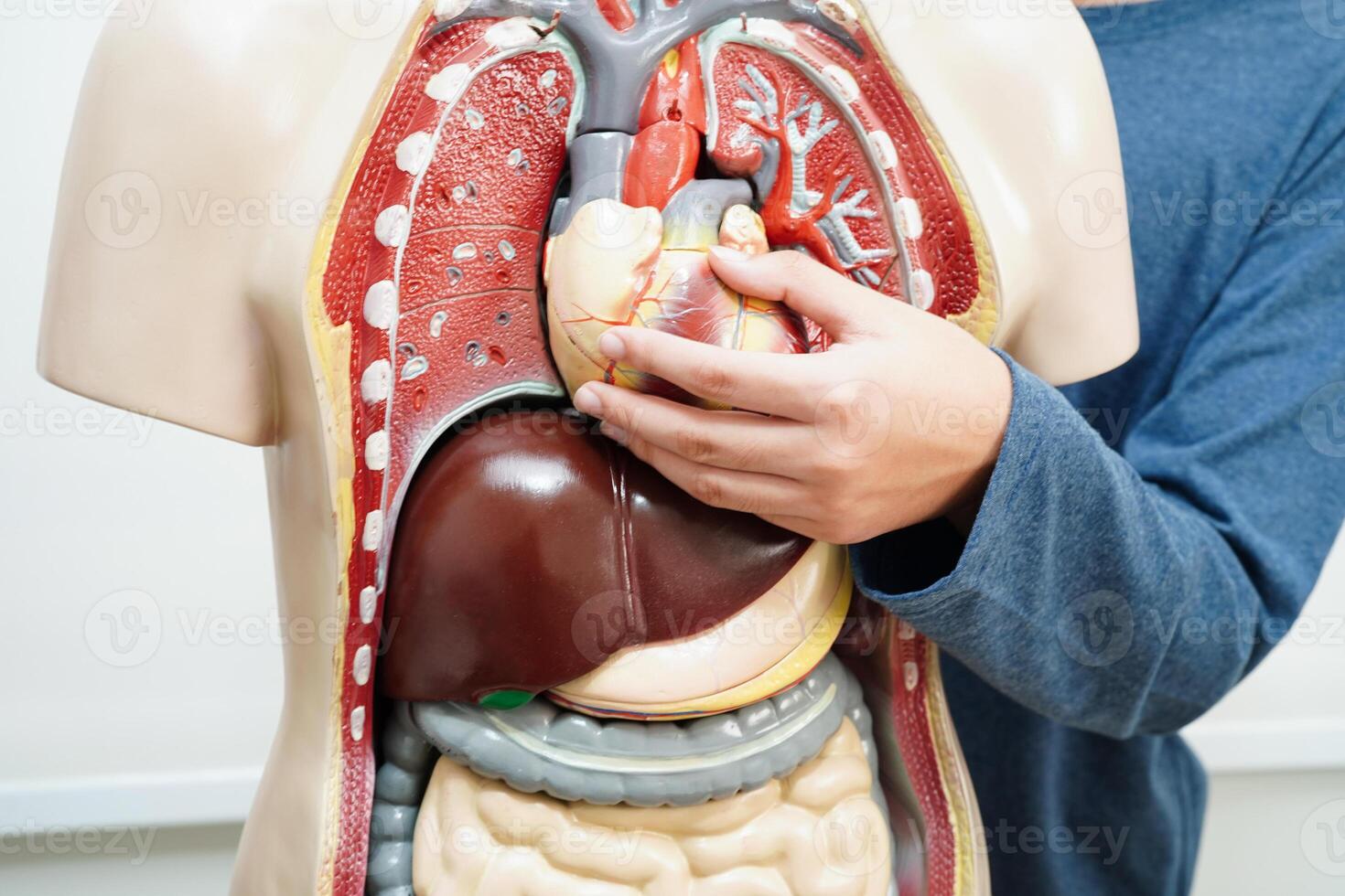 asiatico alunno apprendimento con umano corpo modello nel anatomia biologia nel aula a alto scuola. foto