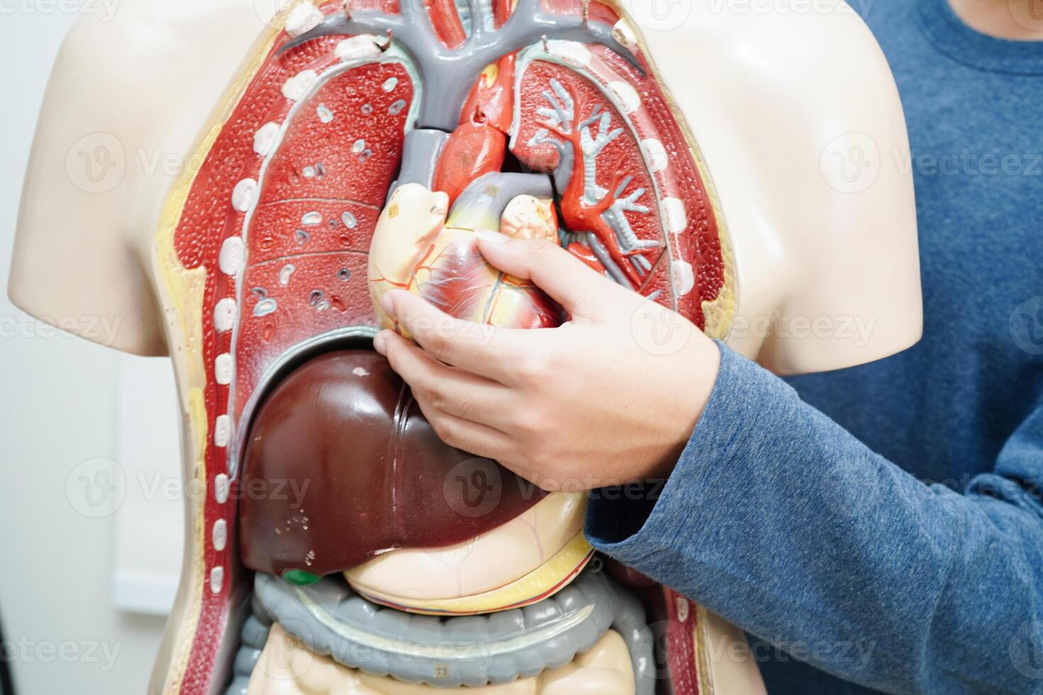 asiatico alunno apprendimento con umano corpo modello nel anatomia biologia nel aula a alto scuola. foto