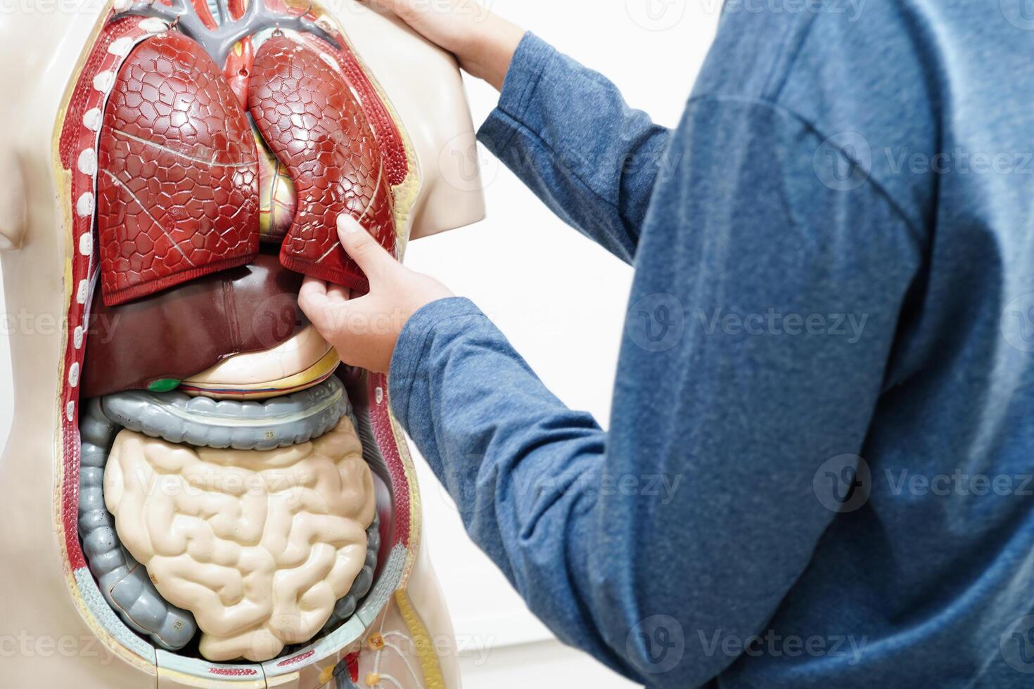 asiatico alunno apprendimento con umano corpo modello nel anatomia biologia nel aula a alto scuola. foto