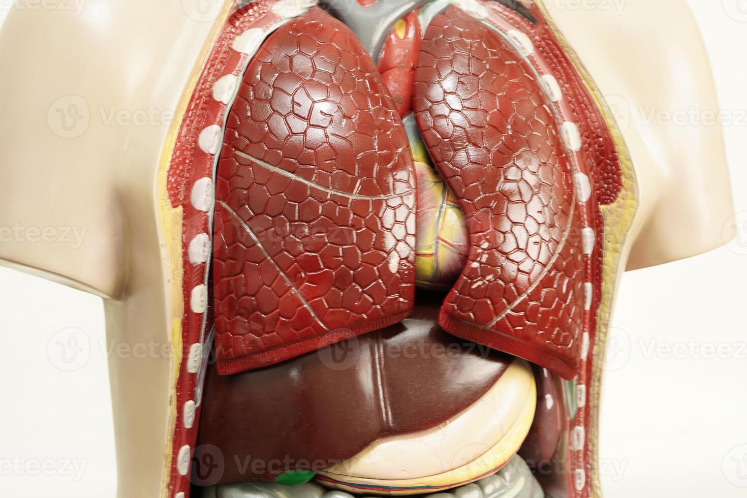 polmone, umano corpo anatomia organo modello per studia formazione scolastica medico corso isolato su bianca sfondo. foto