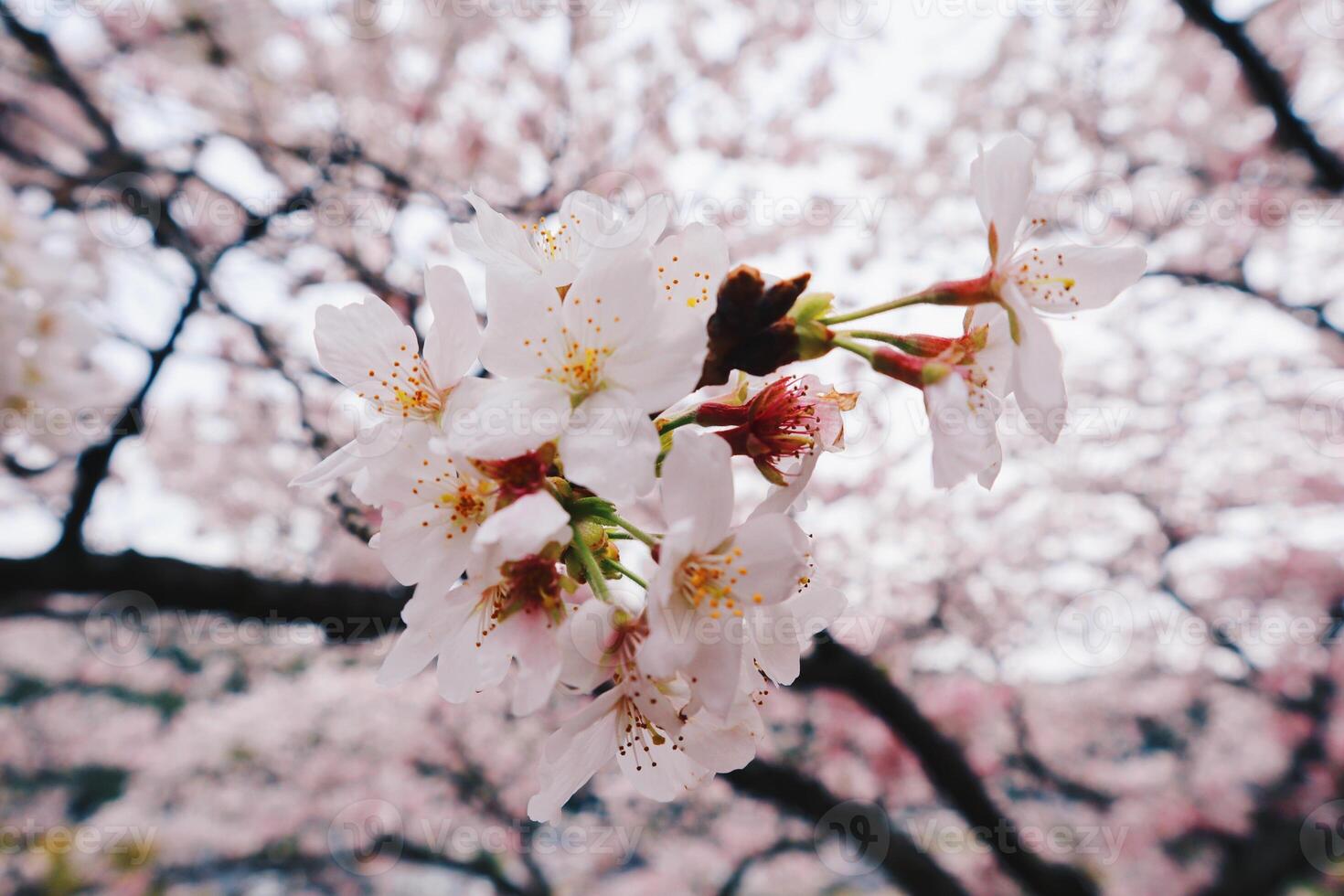 vicino su di ciliegia fiorire nel pieno fioritura nel Giappone durante primavera giapponese sakura foto