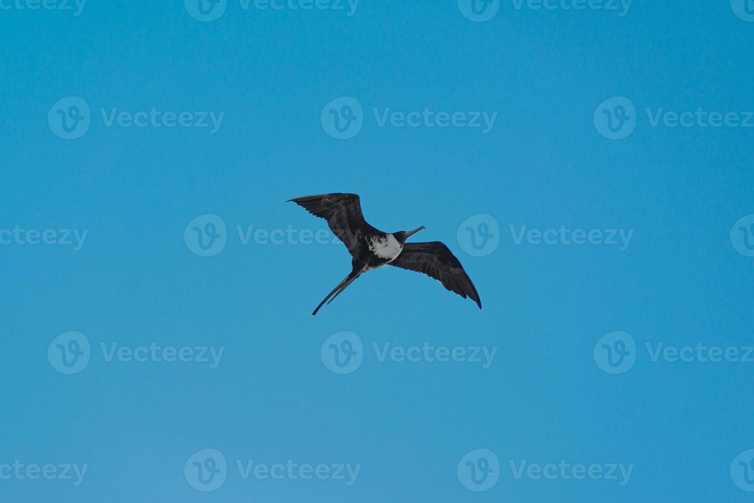 fregata volante su il messicano caraibico cielo foto