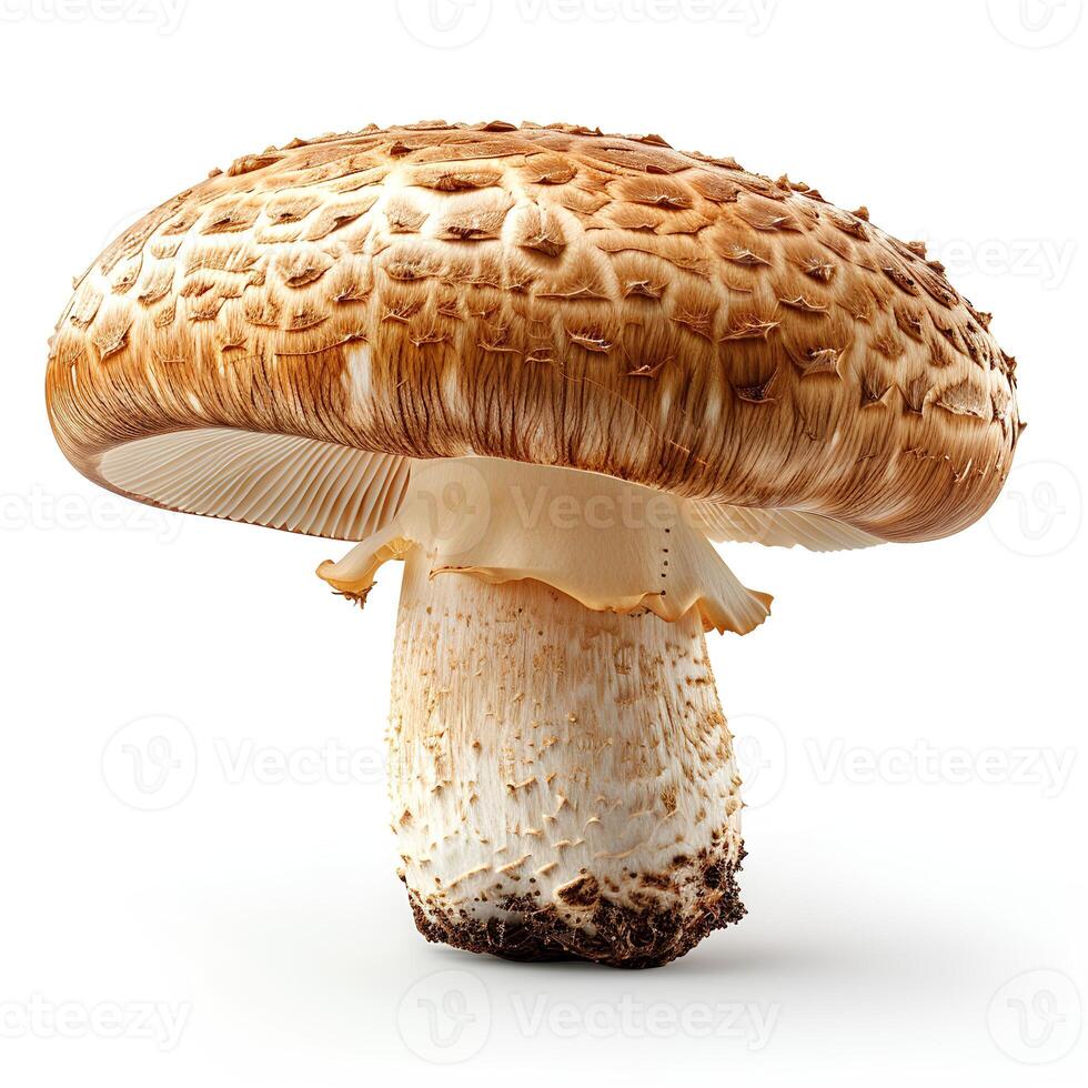 champignon edulis fungo isolato su bianca sfondo con ombra foto