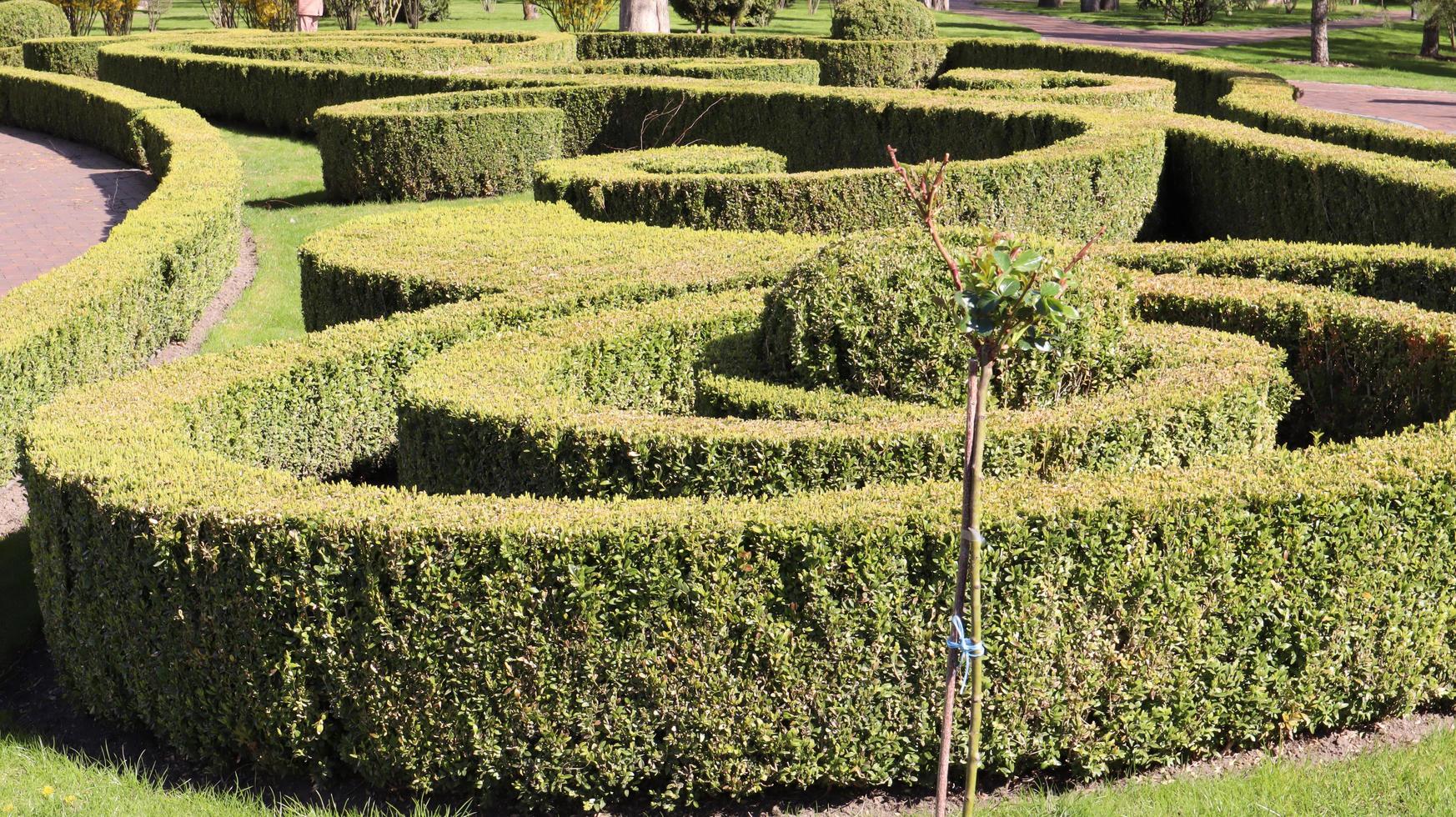 recinti di cespugli verdi nel parco cittadino. giardinaggio naturale. bella vista sul giardino ben curato. paesaggistico in estate. foto