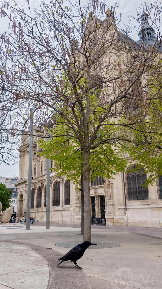 giovane albero con primavera fogliame nel un urbano piazza con un' corvo nel il primo piano e storico europeo architettura sotto un nuvoloso cielo, ideale per viaggio e turismo temi foto