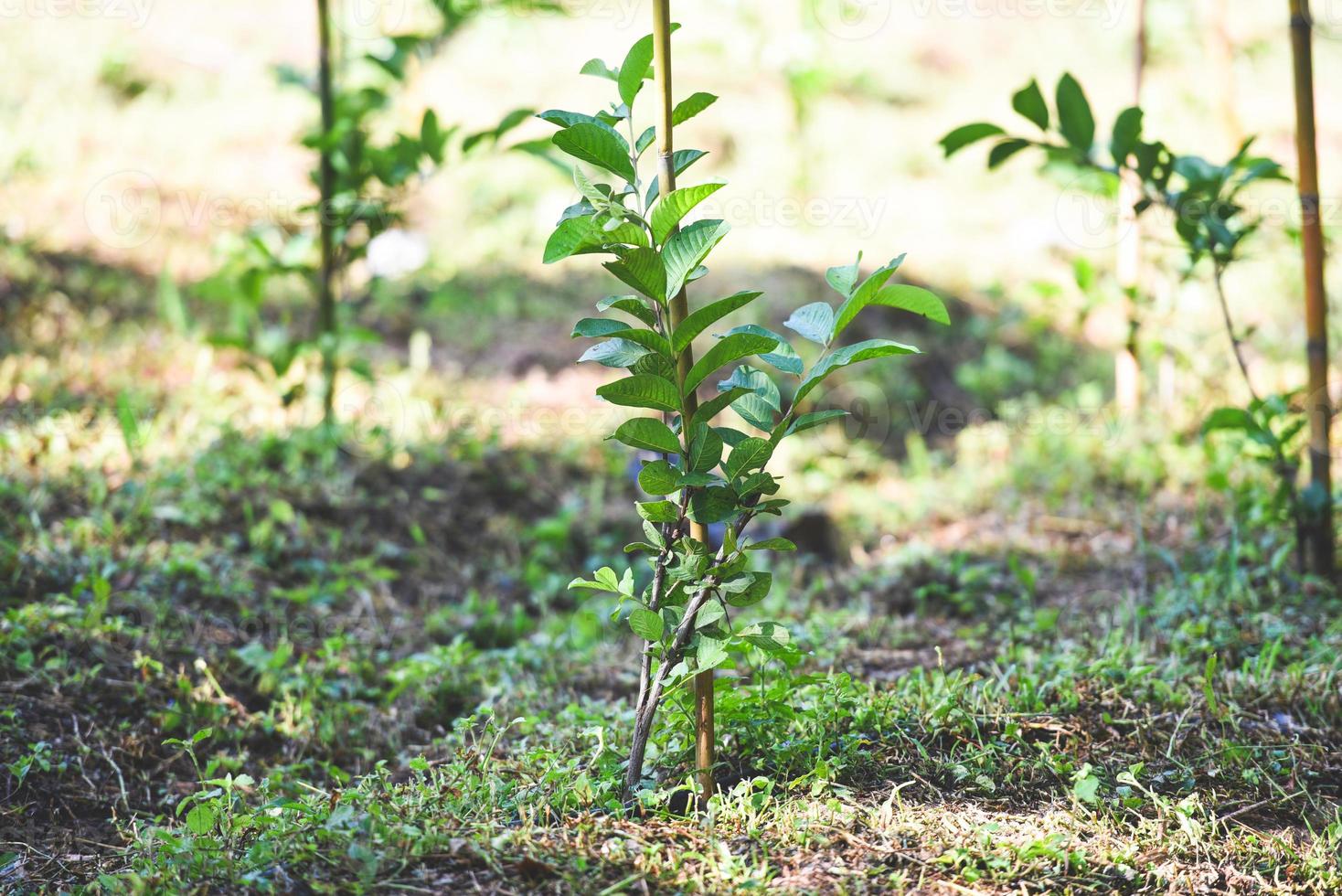 albero di guava pianta tropicale piantagione di guava campi verdi natura agricola pianta agricola albero frutteto foto