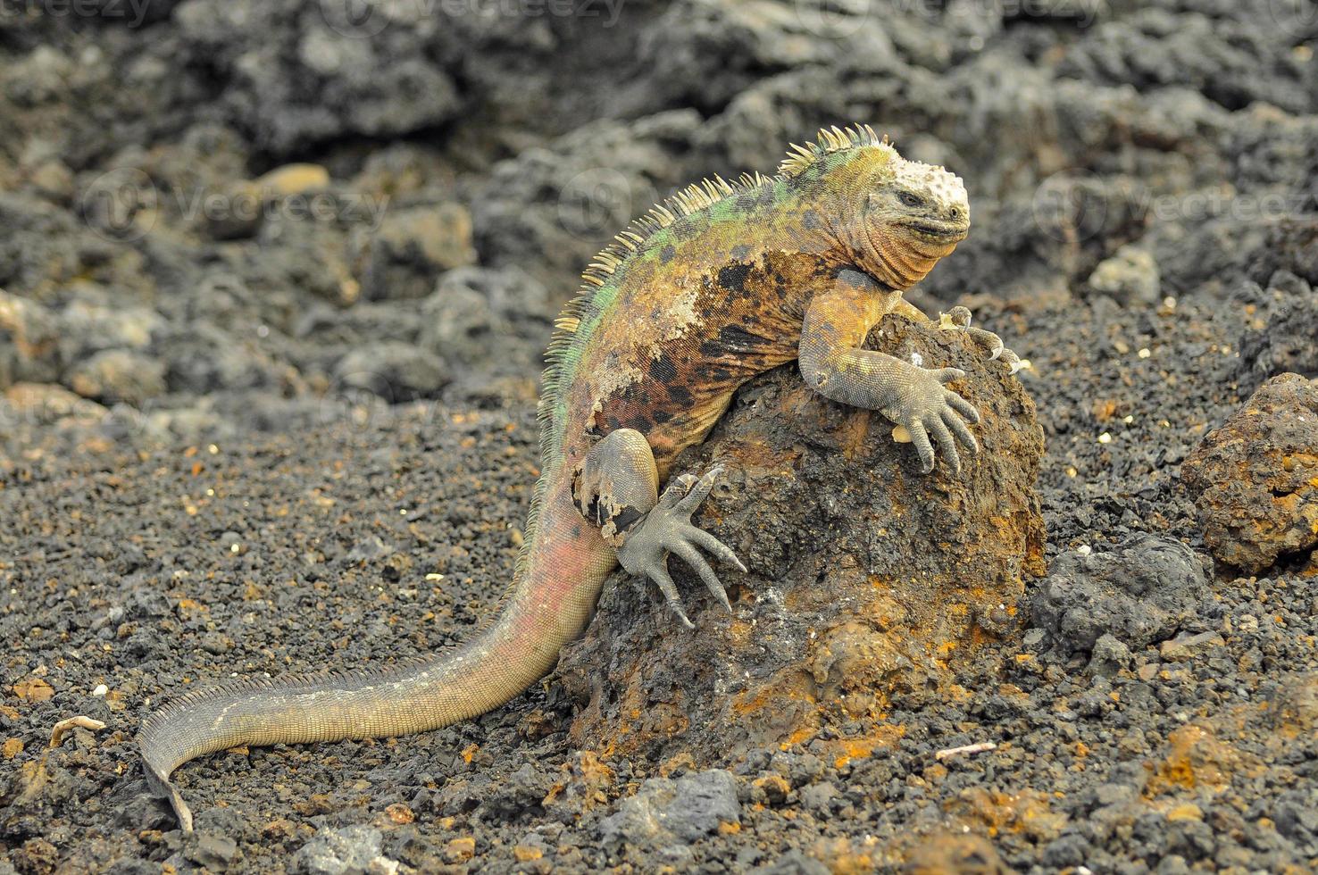 iguana marina, ecuador foto