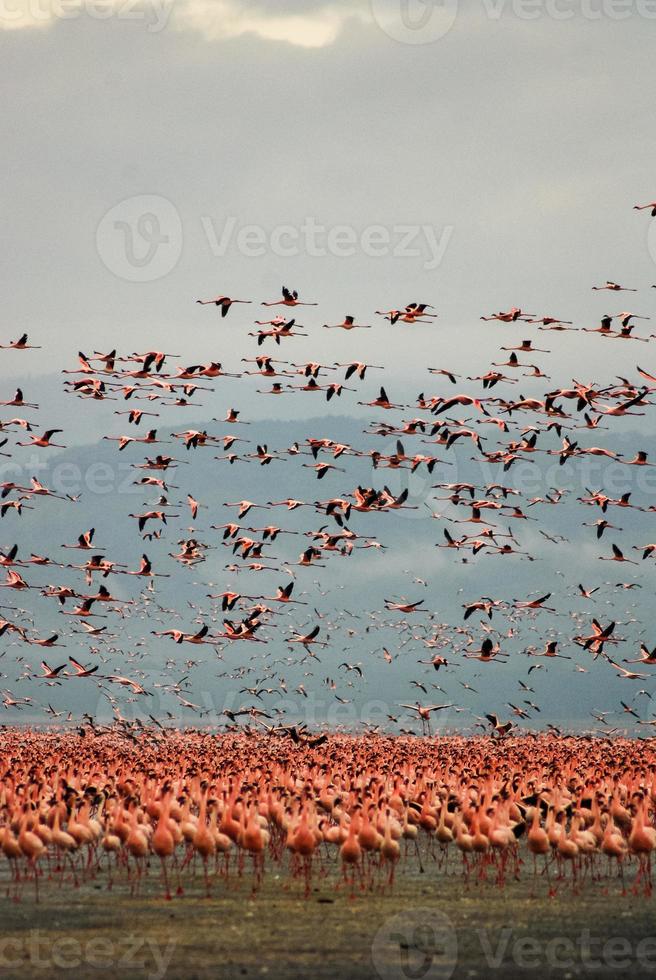 fenicotteri al lago nakuru foto