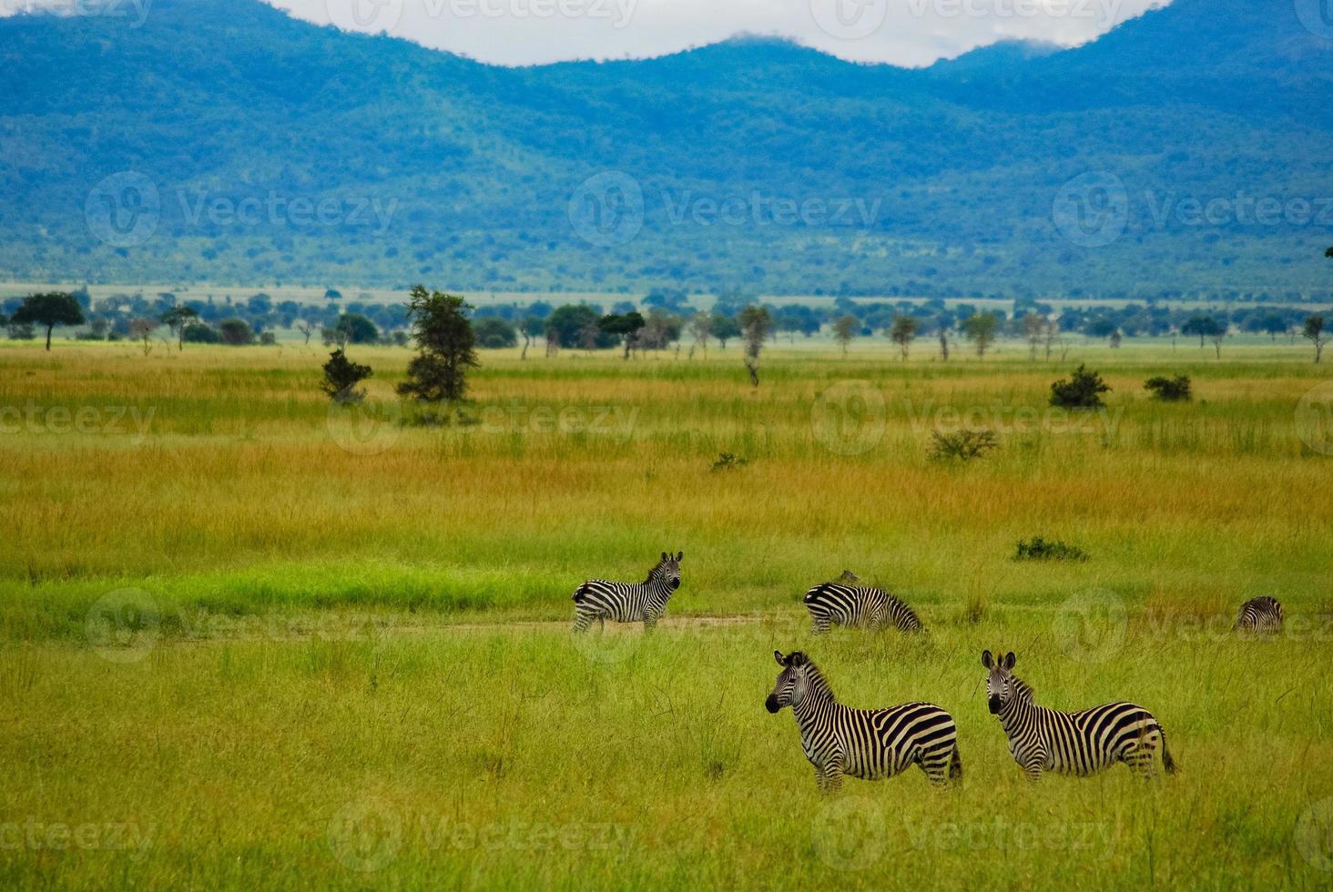 zebre nelle pianure africane foto