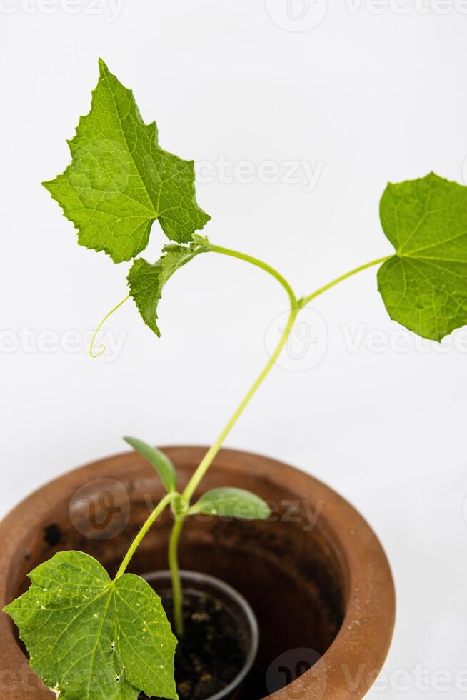 bambino cetriolo pianta piantine nel il Marrone argilla pentola in crescita nel il serra. schiacciare semine pronto per pianta. germoglio ramo con le foglie isolato su bianca sfondo. avvicinamento. superiore Visualizza. copia spazio foto